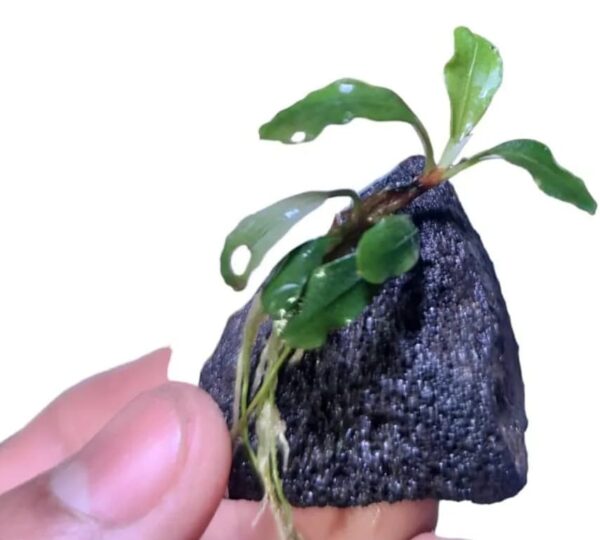 Bucephalandra Syntang Lava Rock (Cultivada) - Image 2