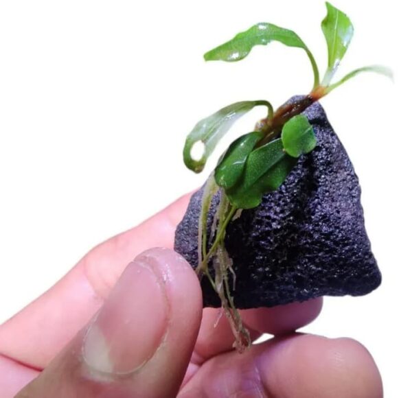 Bucephalandra Syntang Lava Rock (Cultivada) - Image 3