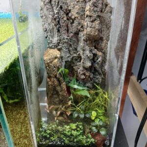 Terrário para Plantas e Decorações Tampa Superior Acrílico