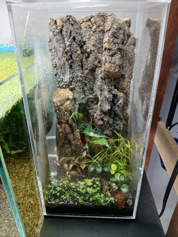Terrário para Plantas e Decorações Tampa Superior Acrílico