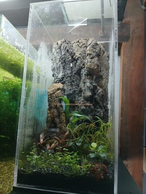 Terrário para Plantas e Decorações Tampa Superior Acrílico - Image 3
