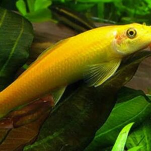 Peixe Comedor de Alga Chinês Gold (Super Algueiro)