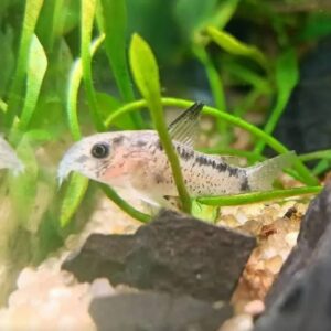 Peixe Coridora Evelynae (Cinza)