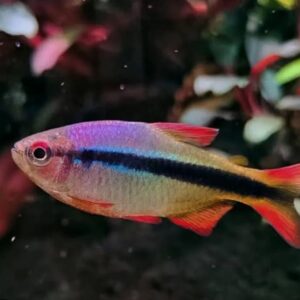 Tetra Lápis Imperial (Hyphessobrycon sp. ‘Imperial Lapis’)