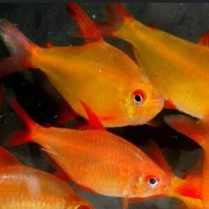 Tetra Red Cherry (Hyphessobrycon sp) Laranja
