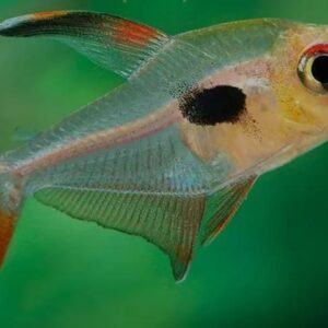 Peixe Tetra (Hyphessobrycon epicharis) Prata/Preto