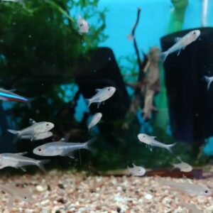 Peixe Tetra Mimus Azul Celeste