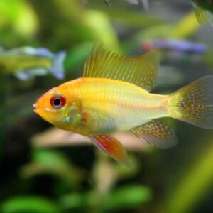 Peixe Ramirezi Ouro (Mikrogeophagus ramirezi)