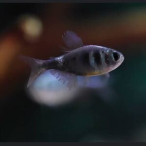 Tetra Blue Steel (Hyphessobrycon weitzmanorum)