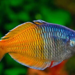 Peixe Arco Íris Boesemani (melanotaenia Boesemani)