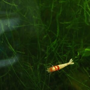 Caridina Pinto Gene Red