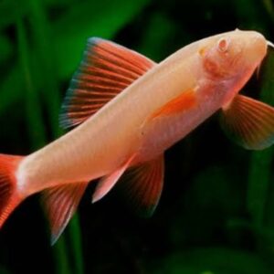 Peixe Labeo Frenatus Albino