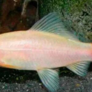 Peixe Labeo Bicolor Albino