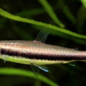 Peixe Tetra Lápis de uma listra (Nannostomus unifasciatus)