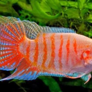 Peixe Paraíso Albino (Macropodus opercularis)