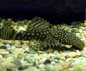 Peixe Cascudo Ancistrus  (Super Algueiro) 3 a 4 cm