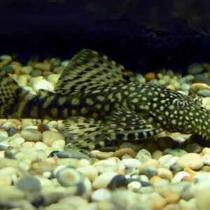 Peixe Cascudo Ancistrus  (Super Algueiro) 3 a 4 cm