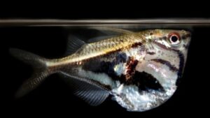 Peixe Borboleta Pintada / Listrada (Carnegiella strigata)