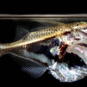 Peixe Borboleta Pintada / Listrada (Carnegiella strigata)