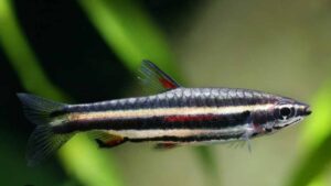 Peixe-lápis anão/ torpedinho (Nannostomus trifasciatus)