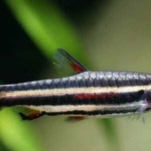 Peixe-lápis anão/ torpedinho (Nannostomus trifasciatus)