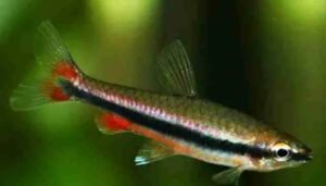 Peixes Lápis Dourado (Nannostomus beckfordi)