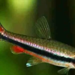 Peixes Lápis Dourado (Nannostomus beckfordi)