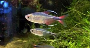 Tetra Fenix (Hemigrammus filamentosus)