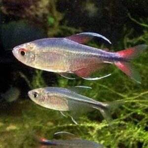 Tetra Fenix (Hemigrammus filamentosus)