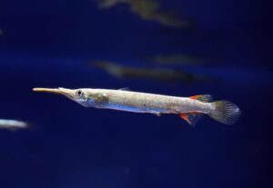 Agulhinha Prata (Dermogenys pusilla)