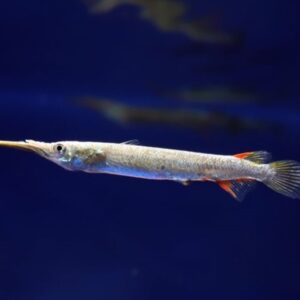 Agulhinha Prata (Dermogenys pusilla)