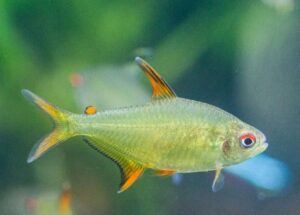Tetra Tangerina (Hyphessobrycon sp)