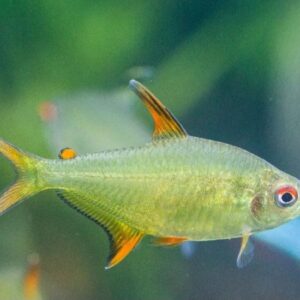 Tetra Tangerina (Hyphessobrycon sp)