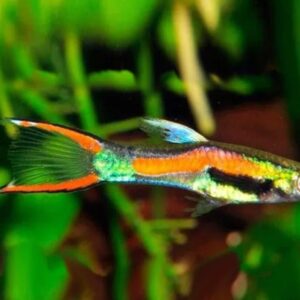 Guppy Endler Black Bar Casal  (Poecilia wingei)