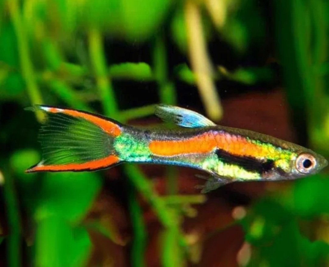 Guppy Endler Black Bar Casal (Poecilia wingei)