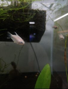 Peixe Tetra Imperador Gold (Nematobrycon palmeri)