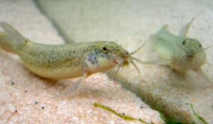 Dojô (Misgurnus anguillicaudatus)