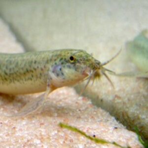 Dojô (Misgurnus anguillicaudatus)