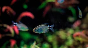 Tetra German Kaiser (Hyphessobrycon elachys)