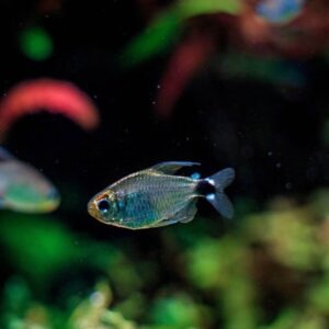 Tetra German Kaiser (Hyphessobrycon elachys)