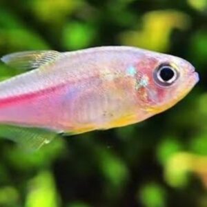 Tetra Limão Rosa/Pink Lemon (Hyphessobrycon itaparicensis)