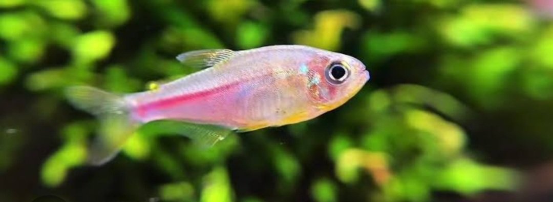 Tetra Limão Rosa/Pink Lemon (Hyphessobrycon itaparicensis)