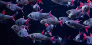 Tetra Eilyos (Hyphessobrycon eilyos)