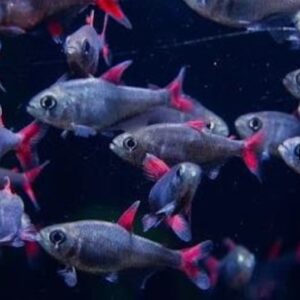 Tetra Eilyos (Hyphessobrycon eilyos)
