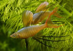 Arco-íris Agulha (Iriatherina werneri)