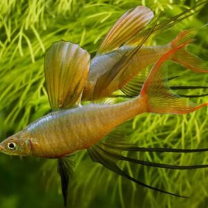 Arco-íris Agulha (Iriatherina werneri)