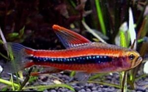 Tetra Colibri (Poecilocharax weitzmani)
