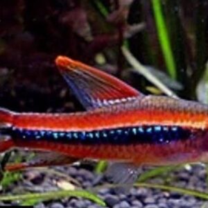 Tetra Colibri (Poecilocharax weitzmani)