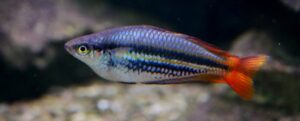 Peixe Arco-íris Australis (Melanotaenia australis)