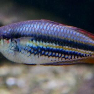 Peixe Arco-íris Australis (Melanotaenia australis)